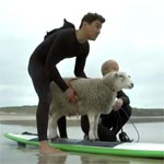 O oaie face surf