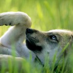 Câine techno