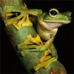Broasca zburatoare