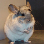 chinchilla chinchilla