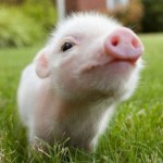 mini porc