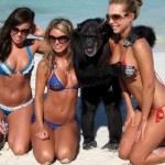 Faceti poze cu maimutele