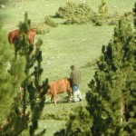 Asa a aparut vaca nebuna