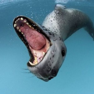 Say cheeeese