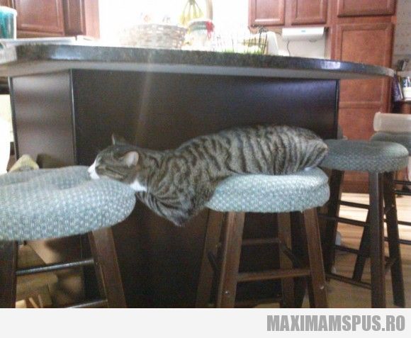 pisica-somnoroasa-580x477.jpg